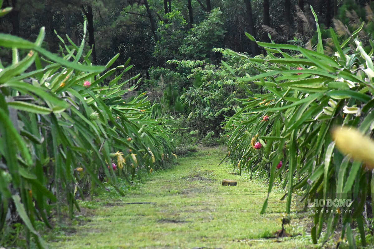 Red-flesh dragon fruit garden in Uong Bi ward, Quang Ninh is gradually reviving after the storm. Photo: Nguyen Hue