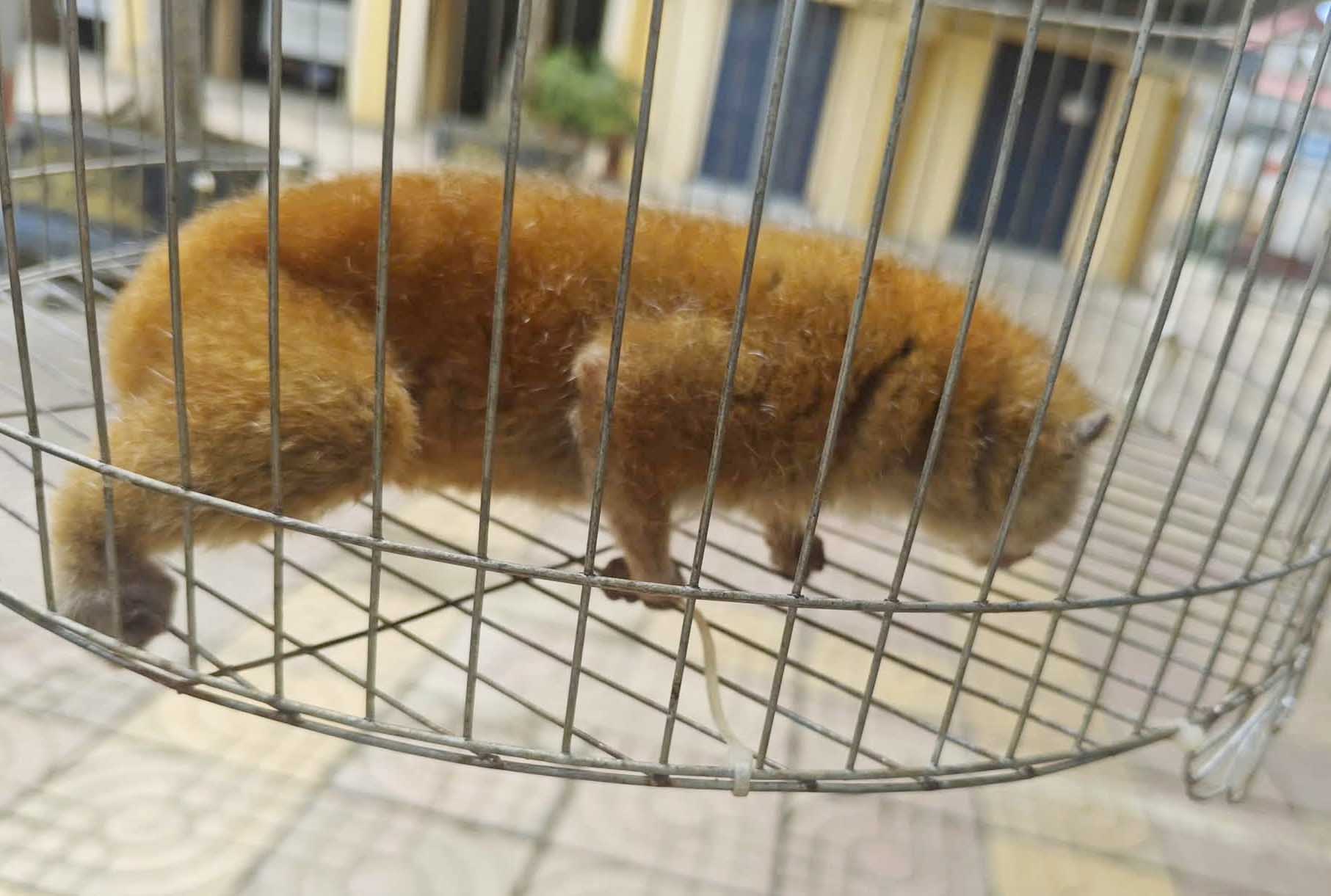 Rare culi individual that Mr. Hoang handed over to functional agencies to release back into nature. Photo: Huong Khe Commune Police