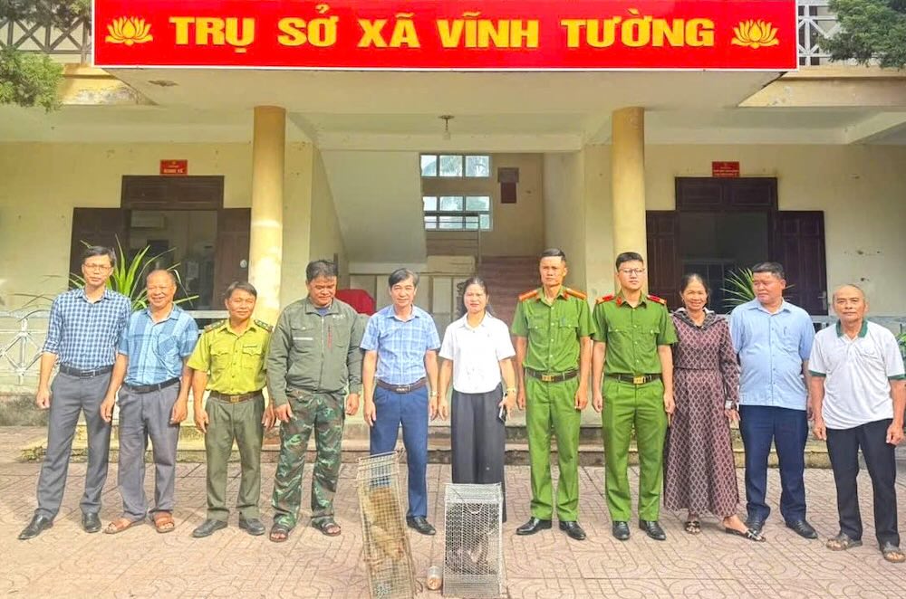 Cá thể khỉ mặt đỏ và khỉ đuôi lợn được người dân xã Vĩnh Tường tự nguyện giao nộp cho cơ quan chức năng để chăm sóc, tái thả về môi trường tự nhiên. Ảnh: Ngọc Anh