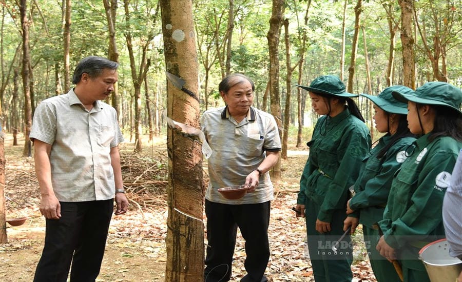 Mr. Ngo Quyen - Secretary of the Party Committee, Chairman of the Board of Directors of Viet Lao Rubber Joint Stock Company (left cover) - visits and talks with company workers. Photo: Duc Long