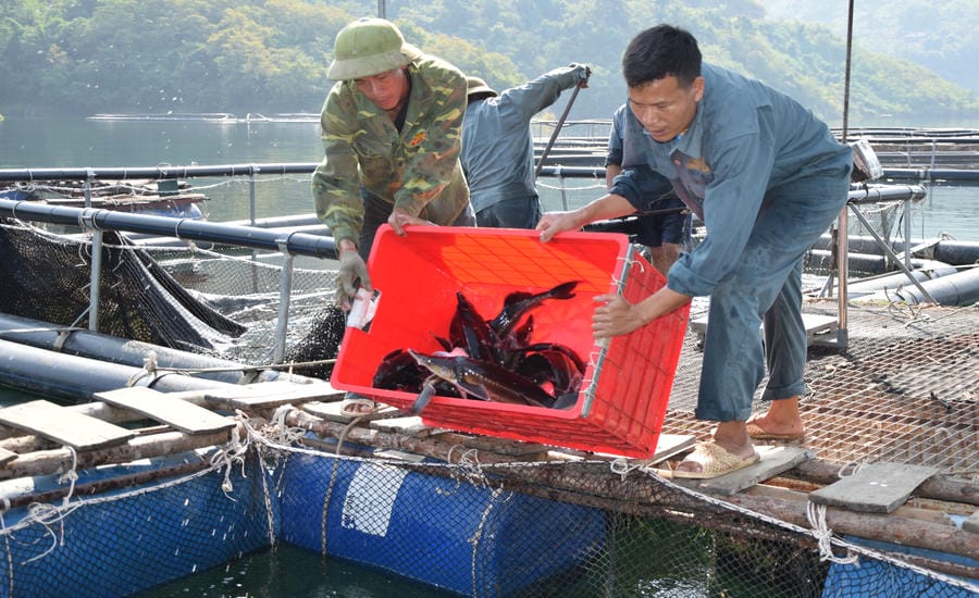 Cage fish farming workers of Vietnam Sturgeon - Son La Co., Ltd., Muong La commune have a stable income. Photo: Truong Son