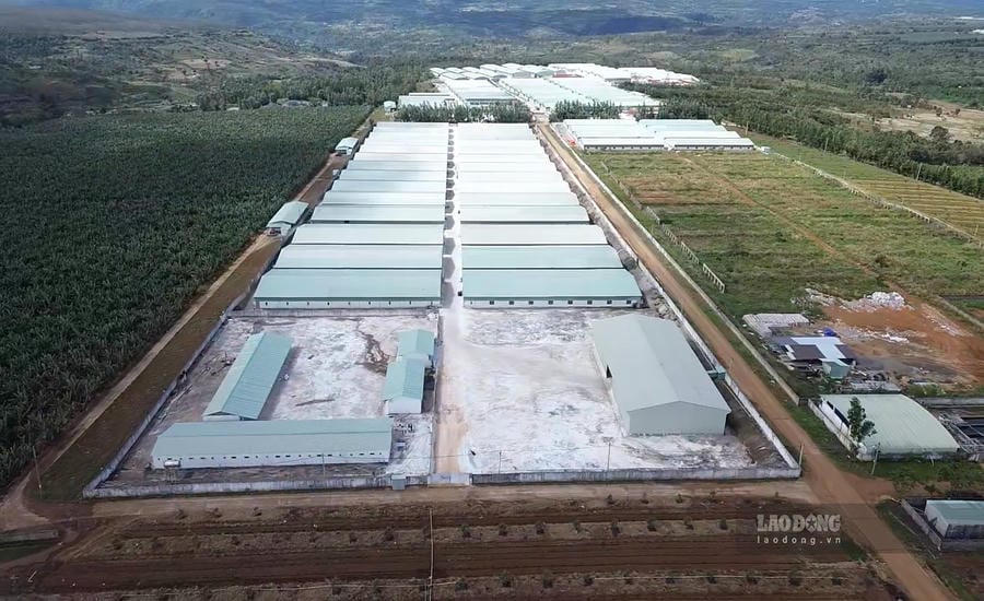 Large-scale pig farm in Gia Lai. Photo: THANH TUAN