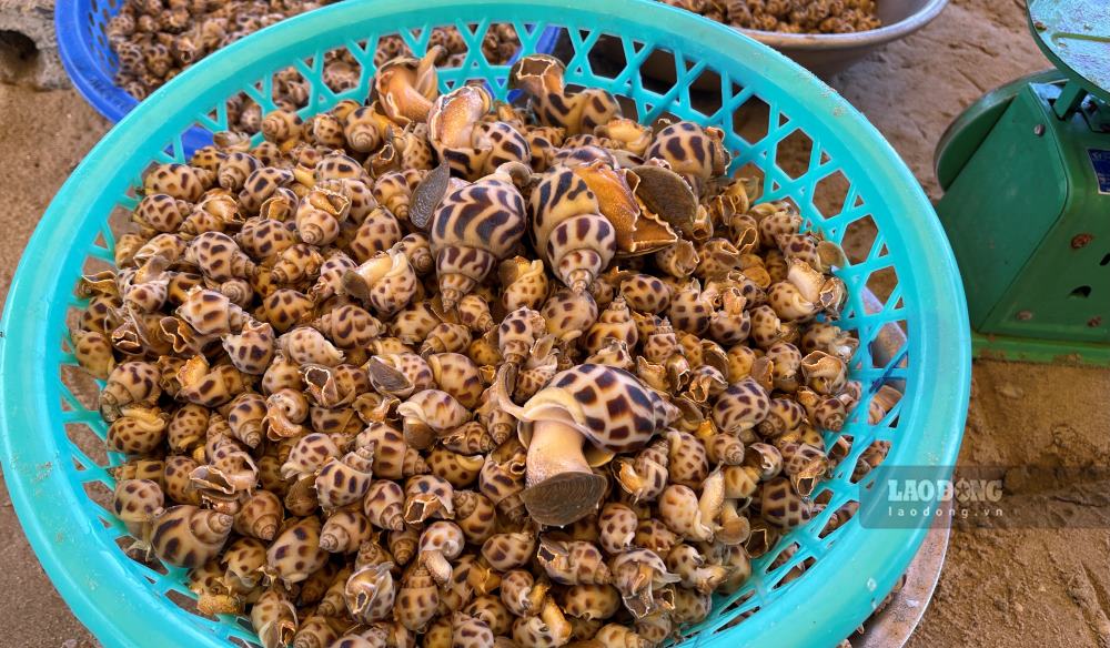 Ốc hương được ngư dân đánh bắt. Ảnh: Duy Tuấn