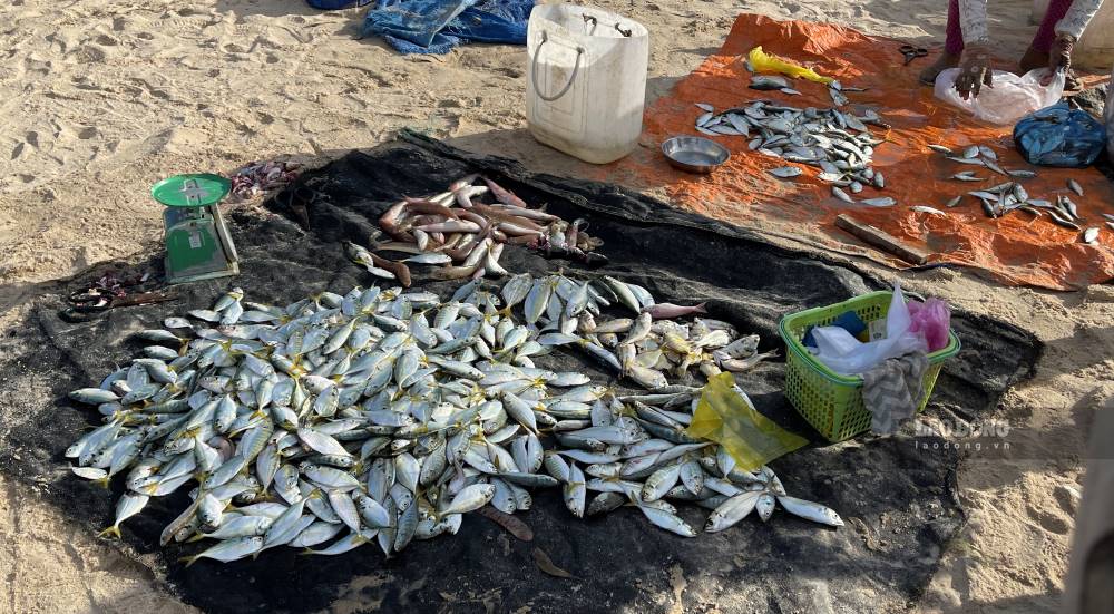 Cá tươi được ngư dân đánh bắt và gỡ lưới tại bờ. Ảnh: Duy Tuấn
