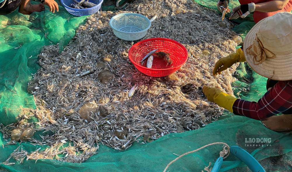 Tourists are excited to join fishermen to pull nets and personally buy seafood that fishermen have just caught. Photo: Duy Tuan