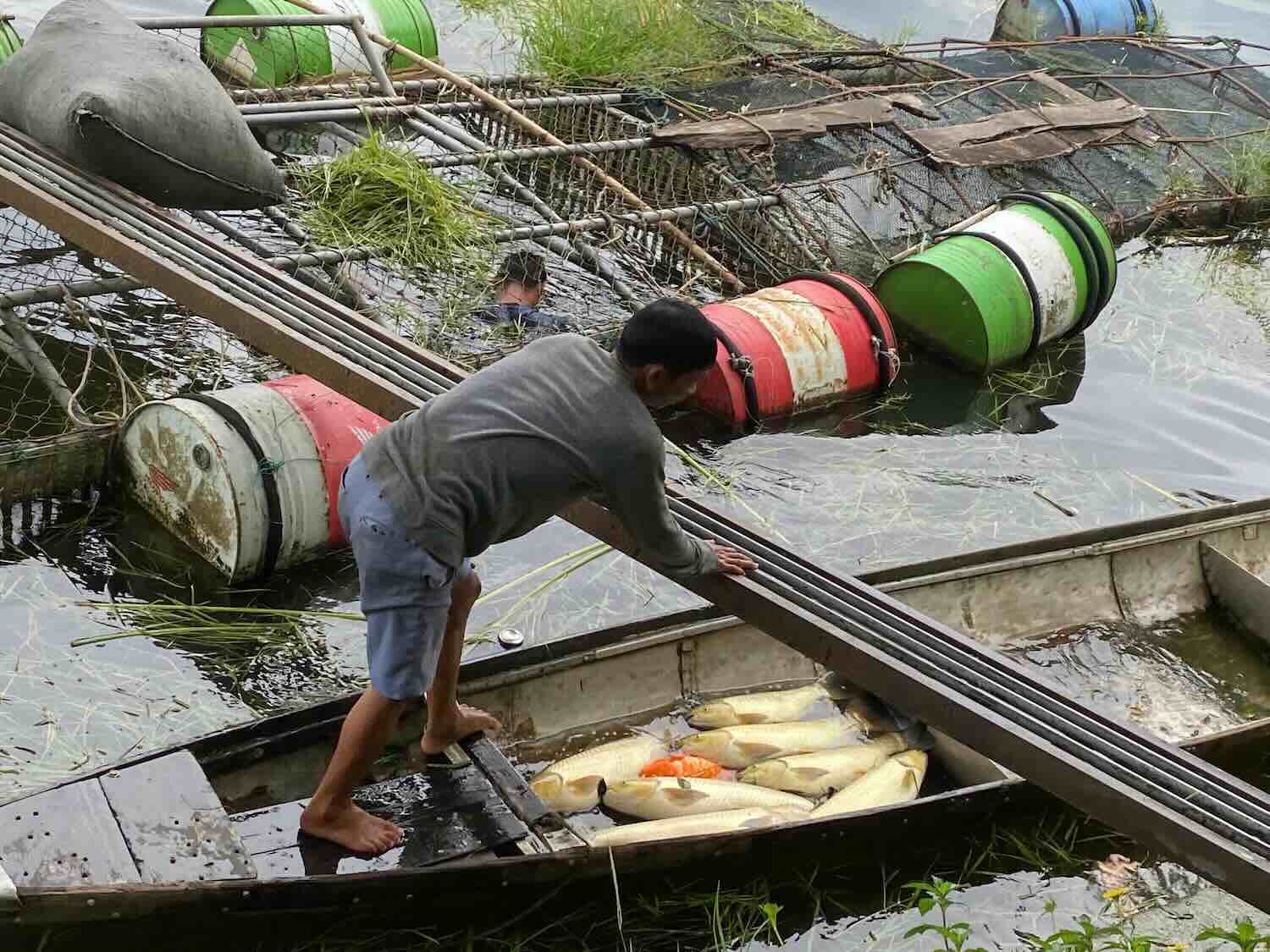 People urgently pick up dead fish to destroy and collect weak fish to sell to traders. Photo: Provided by Quang Dien Commune People's Committee.