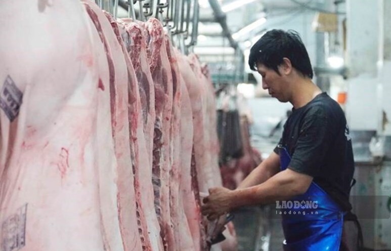 Live hog prices today increased slightly in some southern provinces and cities. Photo: My Ly