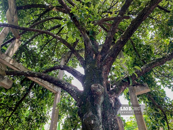 Trees tens of meters high and lush branches and leaves. Photo: Phuong Anh
