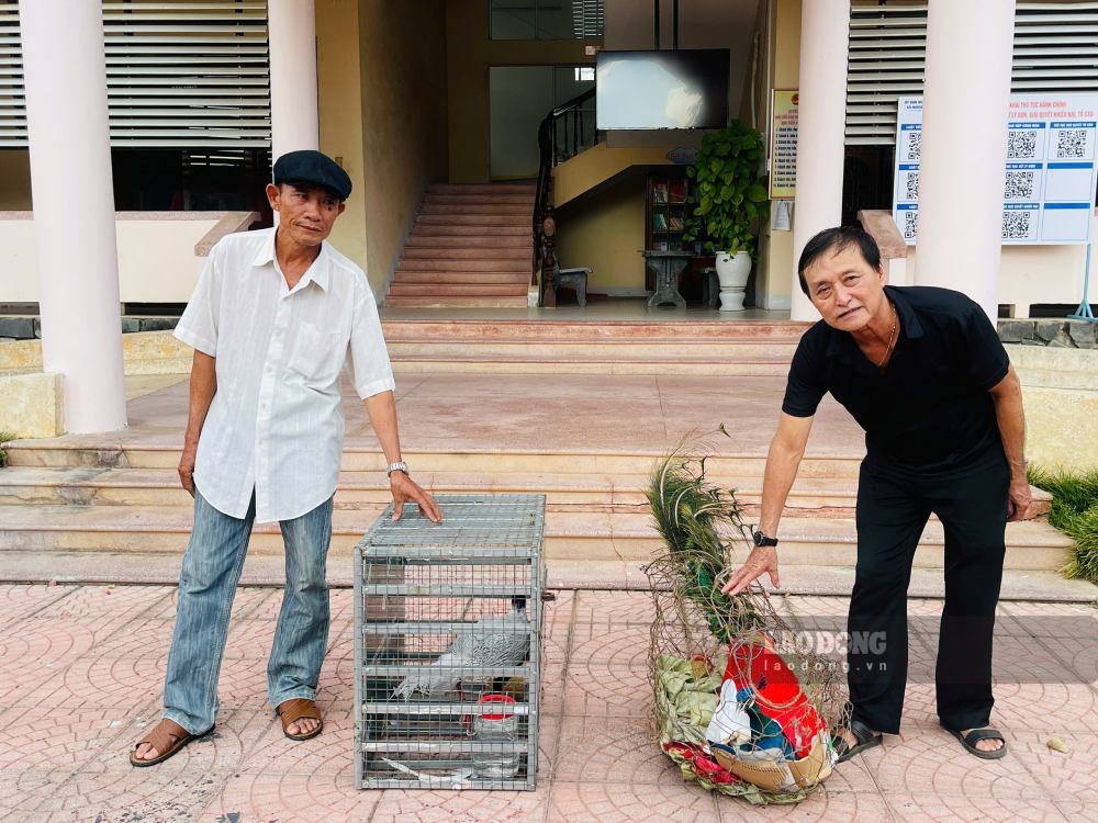 Hai cá thể gồm một con công xanh và một con gà lôi trắng được người dân xã Nghĩa Hành tự nguyện giao nộp cho cơ quan chức năng. Ảnh: Thảo Linh