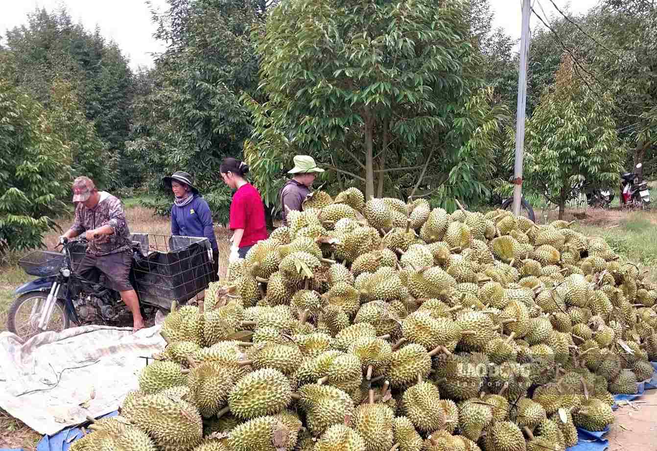 Năm nay, sầu riêng Đạ Huoai được mùa, giá ổn định. Ảnh: Phúc Khánh