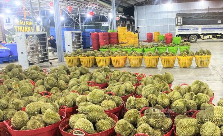 Các vựa thu mua sầu riêng trên địa bàn xã Đạ Huoai luôn chủ động nguồn hàng phục vụ xuất khẩu. Ảnh: Phúc Khánh