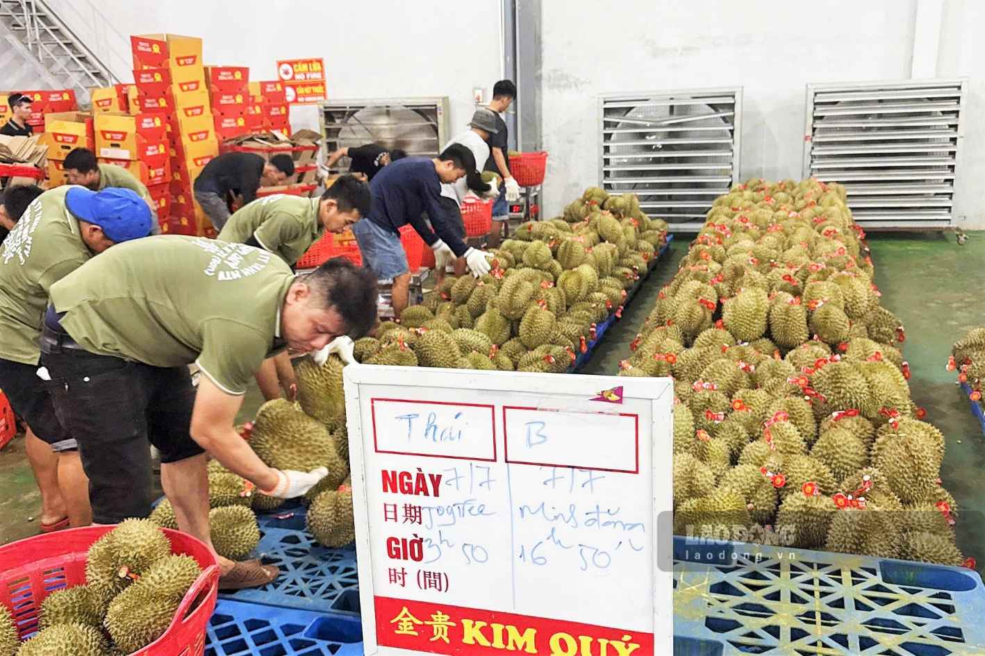 Traders and workers coming to Da Huoai to work during the durian harvest season are guided to declare temporary residence to ensure the process. Photo: Phuc Khanh