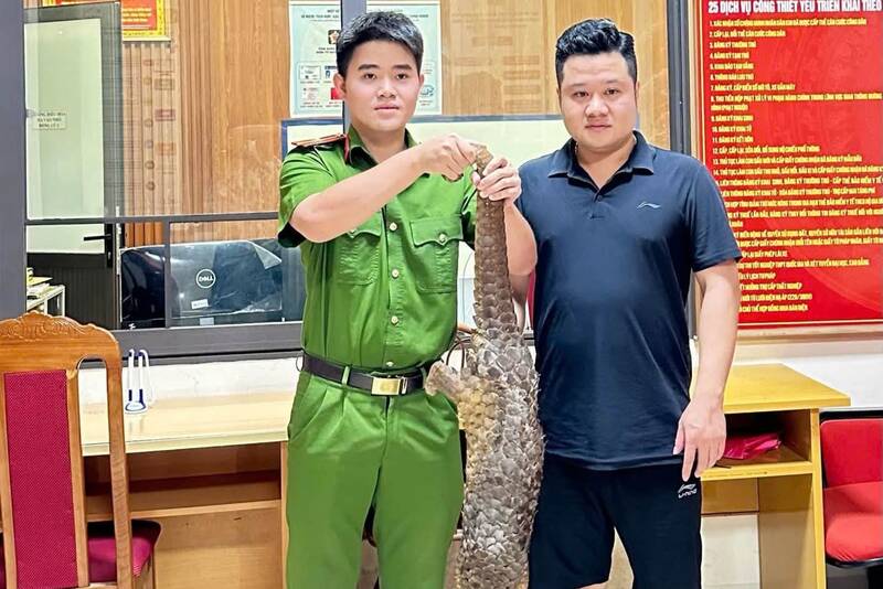 Mr. Nguyen Lam Tung (resident of To Hieu ward, Son La province) voluntarily handed over pangolins to functional agencies. Photo: Son La Provincial Police