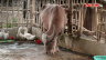 Sustainable community tourism, when animals also "cooperate" to work