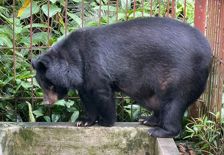 The individual is about 17 years old, weighing about 160kg. Photo: Hoang Lien National Park provided