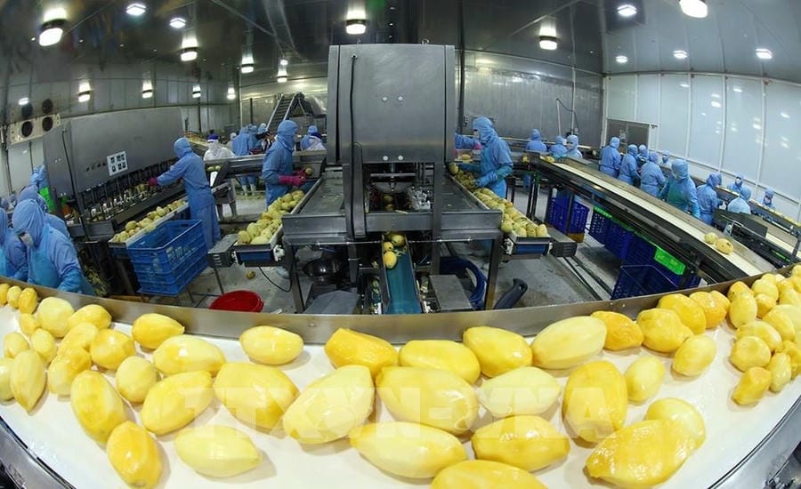 Modern processing line for frozen mango products for export of ANTESCO Company, Chau Phu commune, An Giang province. Photo: VNA