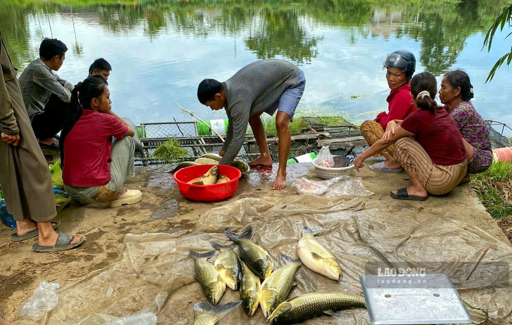 Grass carp of many households in Quang Dien commune suddenly died during the preparation for harvest and sale. Photo: Nguyen Phi Truong