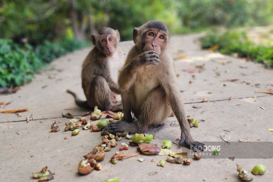 Monkey Island" at the end of the Hau River in the Mekong Delta. Photo: Ta Quang