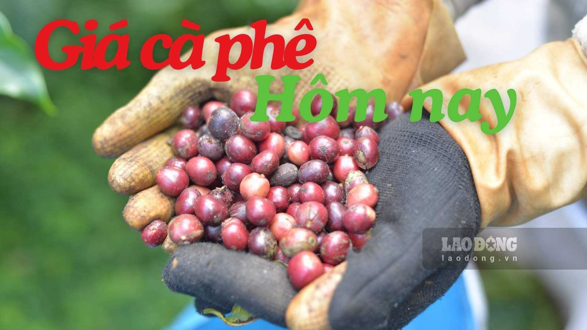 Coffee prices today recovered slightly. Photo: Dinh Quang