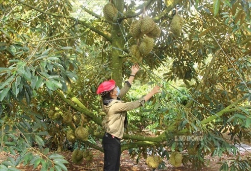 Sầu riêng 