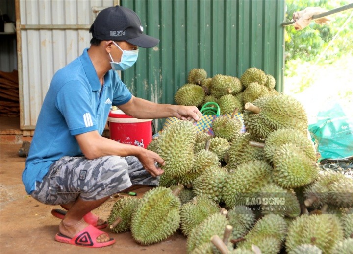 Dak Lak durian brand will be widely promoted at the festival. Photo: Phan Tuan
