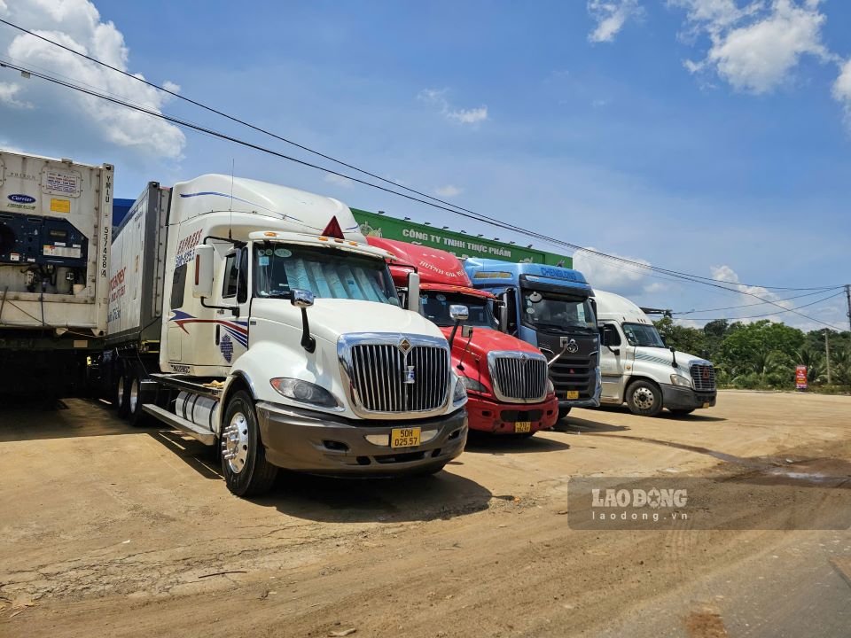 During the harvest season, container vehicles specializing in durian transport increase sharply, posing a risk of traffic accidents. Photo: Bao Lam