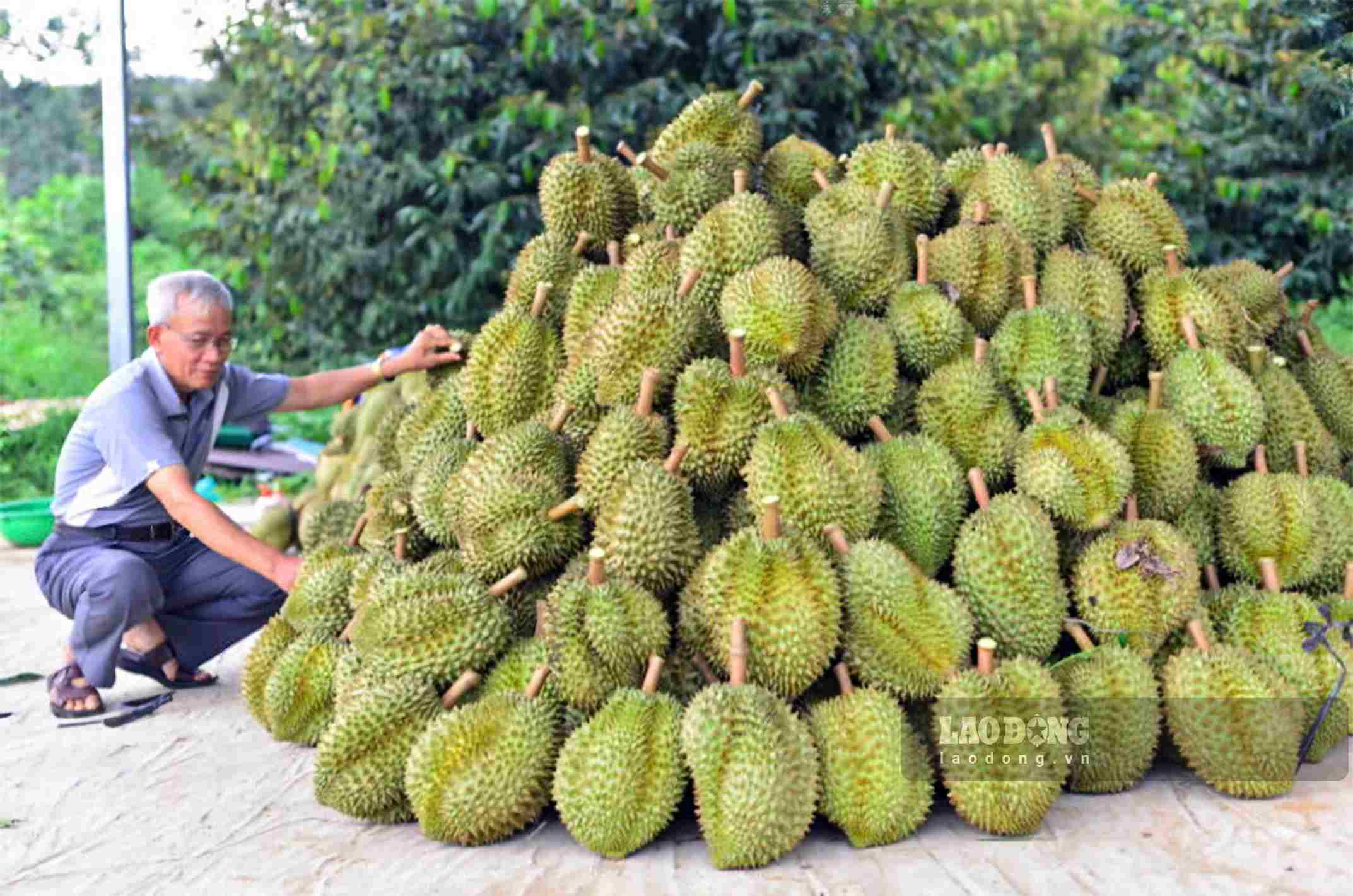 Nghị quyết số 36/2026/NQ-CP quy định đơn giản hóa thủ tục hành chính về mã số vùng trồng, mã số cơ sở đóng gói, tăng phân cấp cho cấp xã. Ảnh: Phúc Khánh
