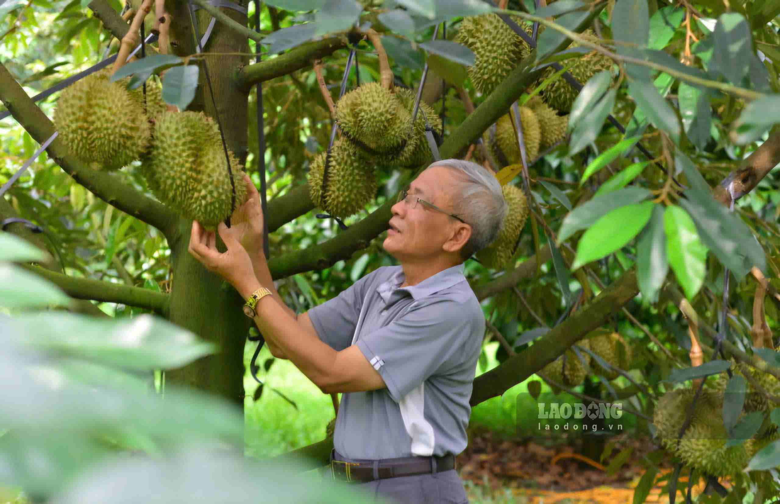 Lam Dong province currently has 346 durian growing area codes approved by China, with an area of about 13,297ha. Photo: Phuc Khanh