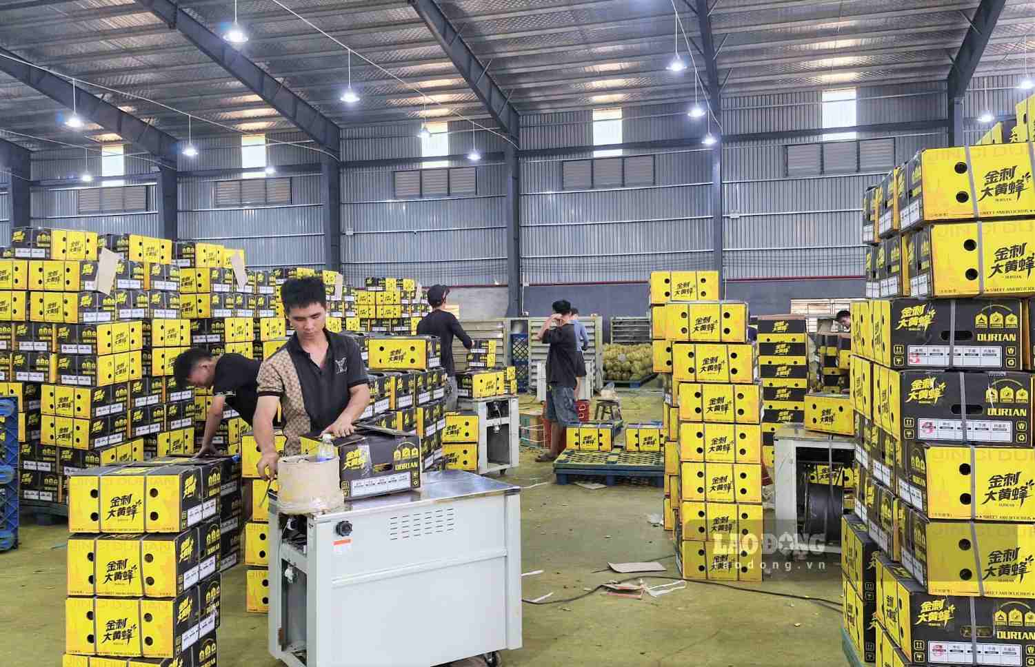 Nghị quyết 36 của Chính phủ, phân cấp cho cấp xã cấp mã số vùng trồng, cơ sở đóng gói. Ảnh: Phúc Khánh