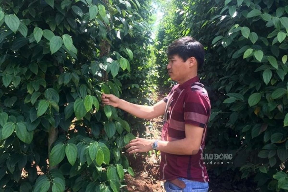 Pepper price today 1.8: Sudden reversal. Photo: Thanh Tuan