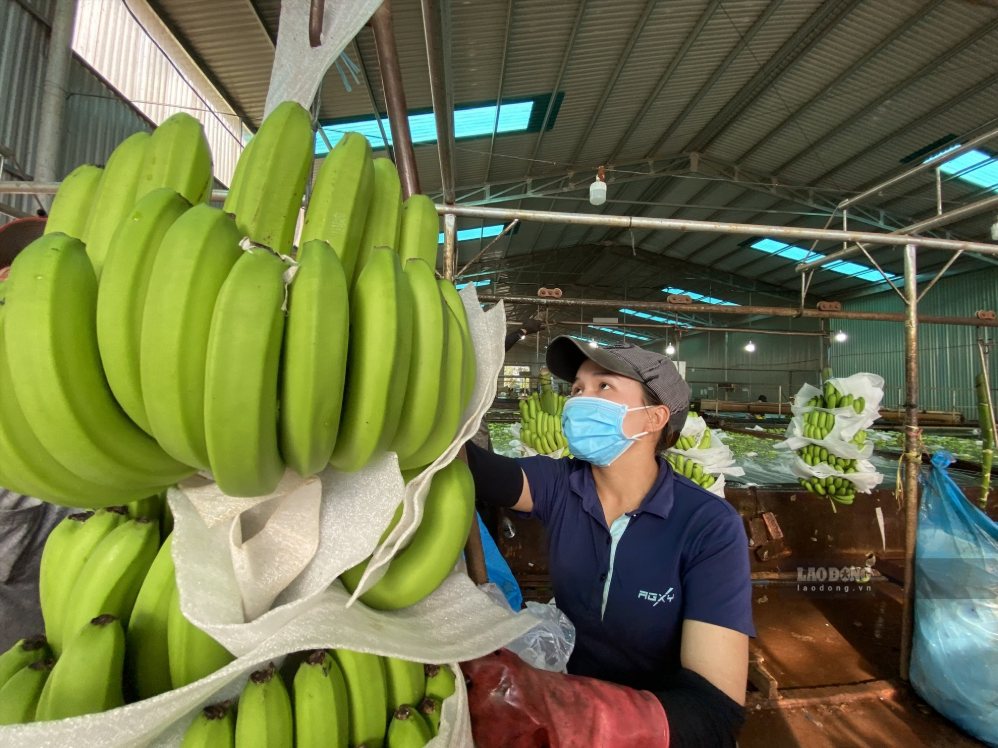 Lao động nữ sơ chế chuối Nam Mỹ để xuất khẩu. Ảnh Thanh Tuấn