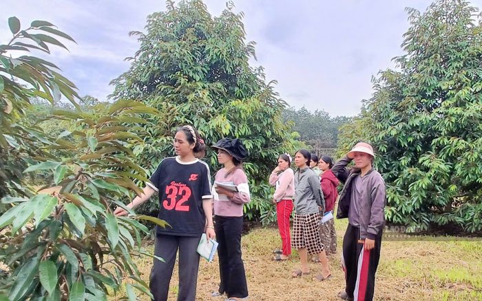 Workers participate in learning durian growing classes to serve export business in Gia Lai. Photo Thanh Tuan