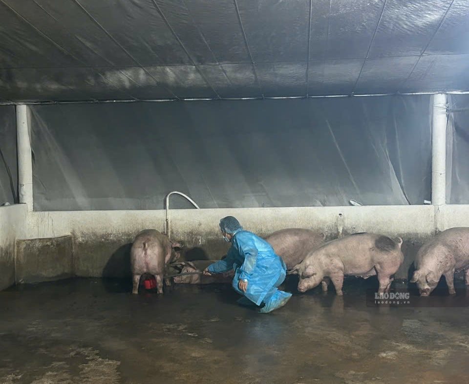 The Sub-Department of Livestock and Aquaculture of Dong Nai city in coordination with functional agencies discovered a pig farm suspected of being positive for the banned substance Salbutamol in Tri An ward. Photo: HAC