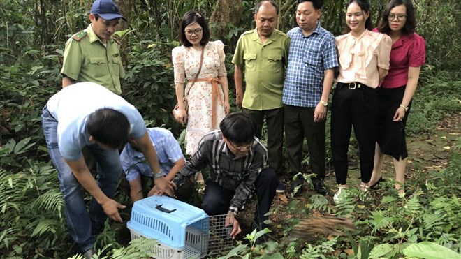 Releasing a large number of wild animals into Cuc Phuong forest (Ninh Binh province). Photo: NT