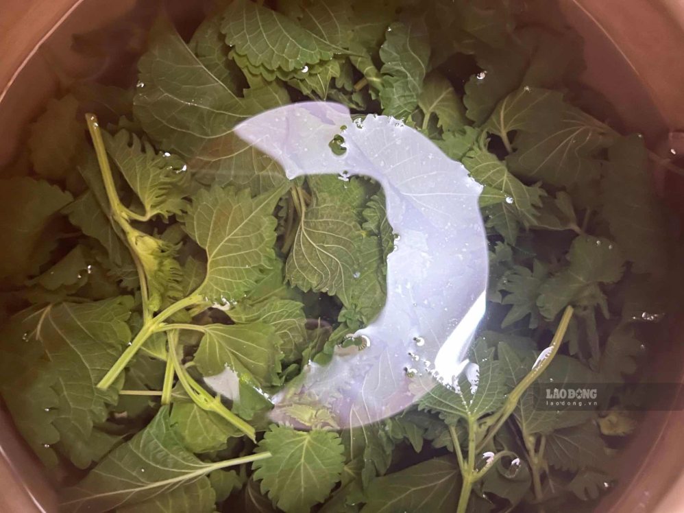 Perilla leaf water helps support reducing uric acid. Photo: Vy Vy