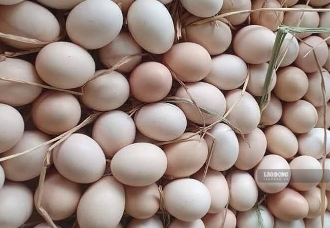 Eggs are one of the good foods for people over 50 years old when used properly. Photo: Kieu Vu