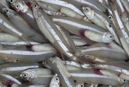 これは、カルシウムを効果的に補給し、調理しやすい魚です。写真:キエウ・ヴー