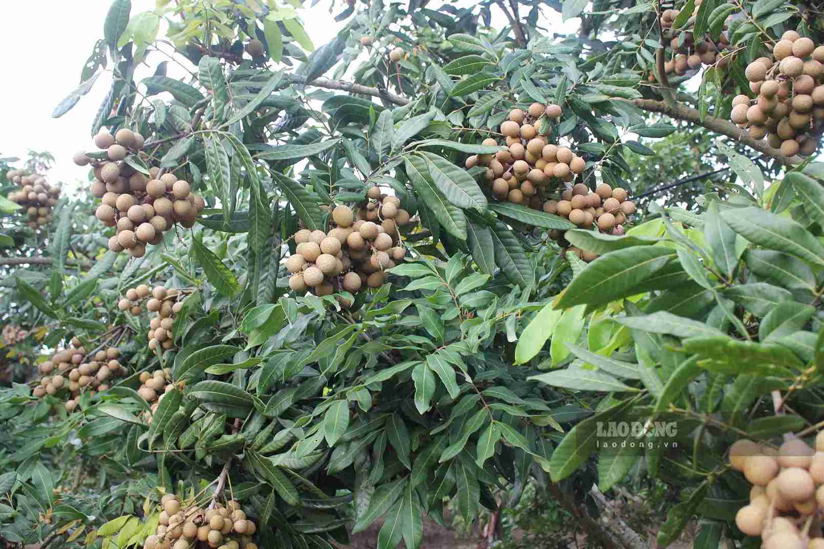 Những chùm nhãn sai trĩu cành tại vùng trồng nhãn trọng điểm của tỉnh Hưng Yên. Ảnh: Mai Hương