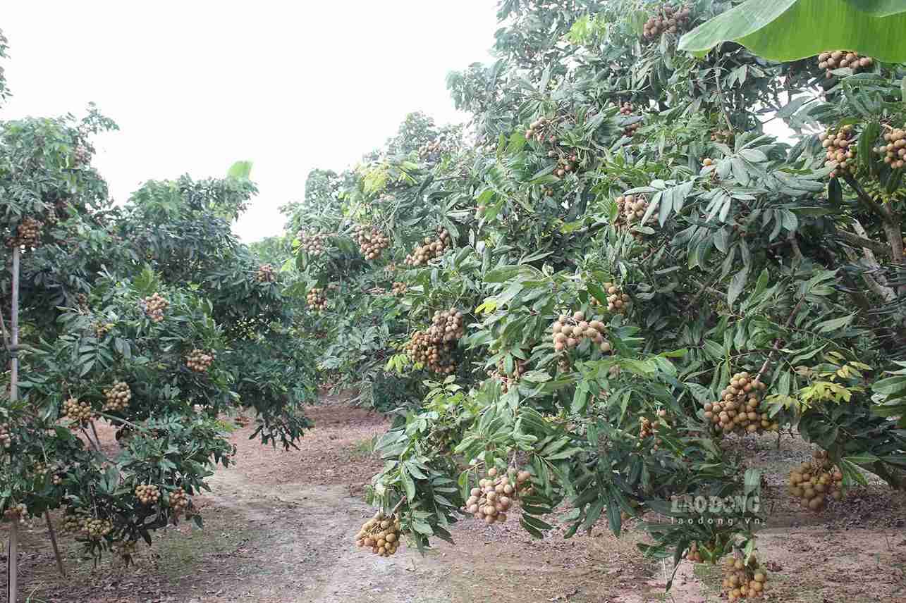 Phần lớn diện tích nhãn tại xã Tân Hưng đã được cấp chứng nhận VietGAP và mã số vùng trồng.