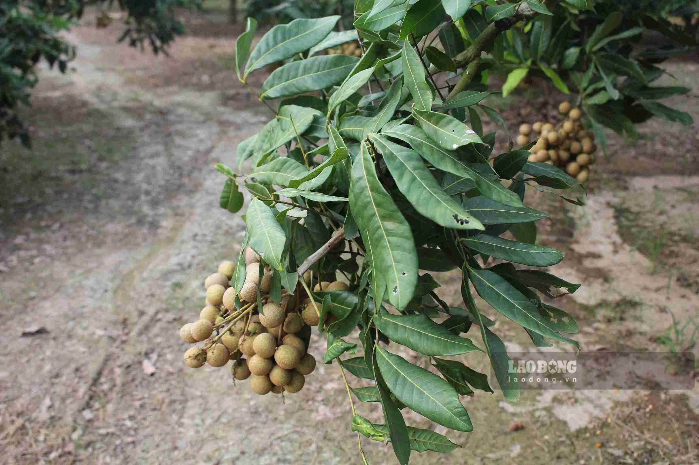 Nhà vườn Hưng Yên kỳ vọng vụ nhãn năm 2026 đạt hiệu quả kinh tế nhờ giá bán tích cực. Ảnh: Mai Hương