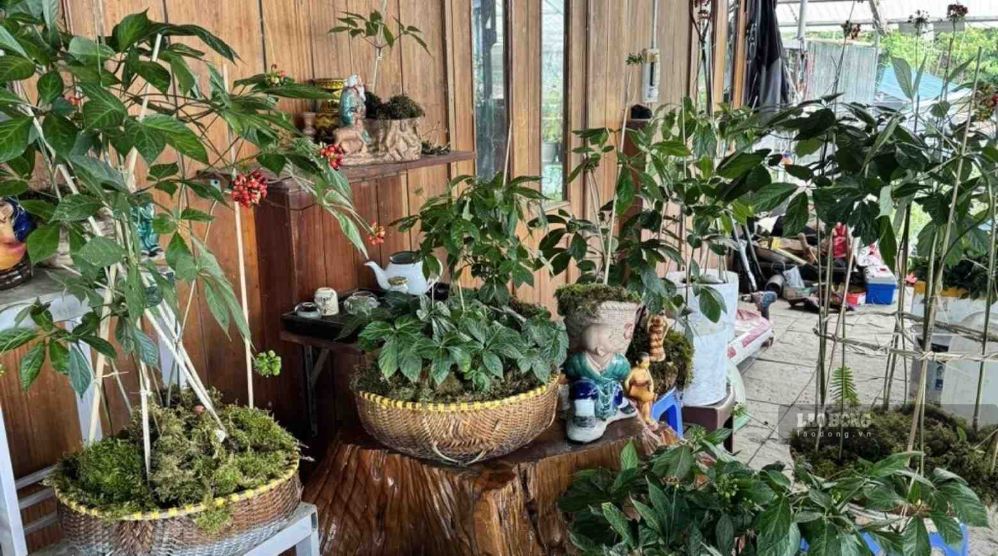 Ngoc Linh ginseng tubers in Da Nang will be granted geographical indication stamps when they are assessed as meeting the conditions. Photo: Tra Ban