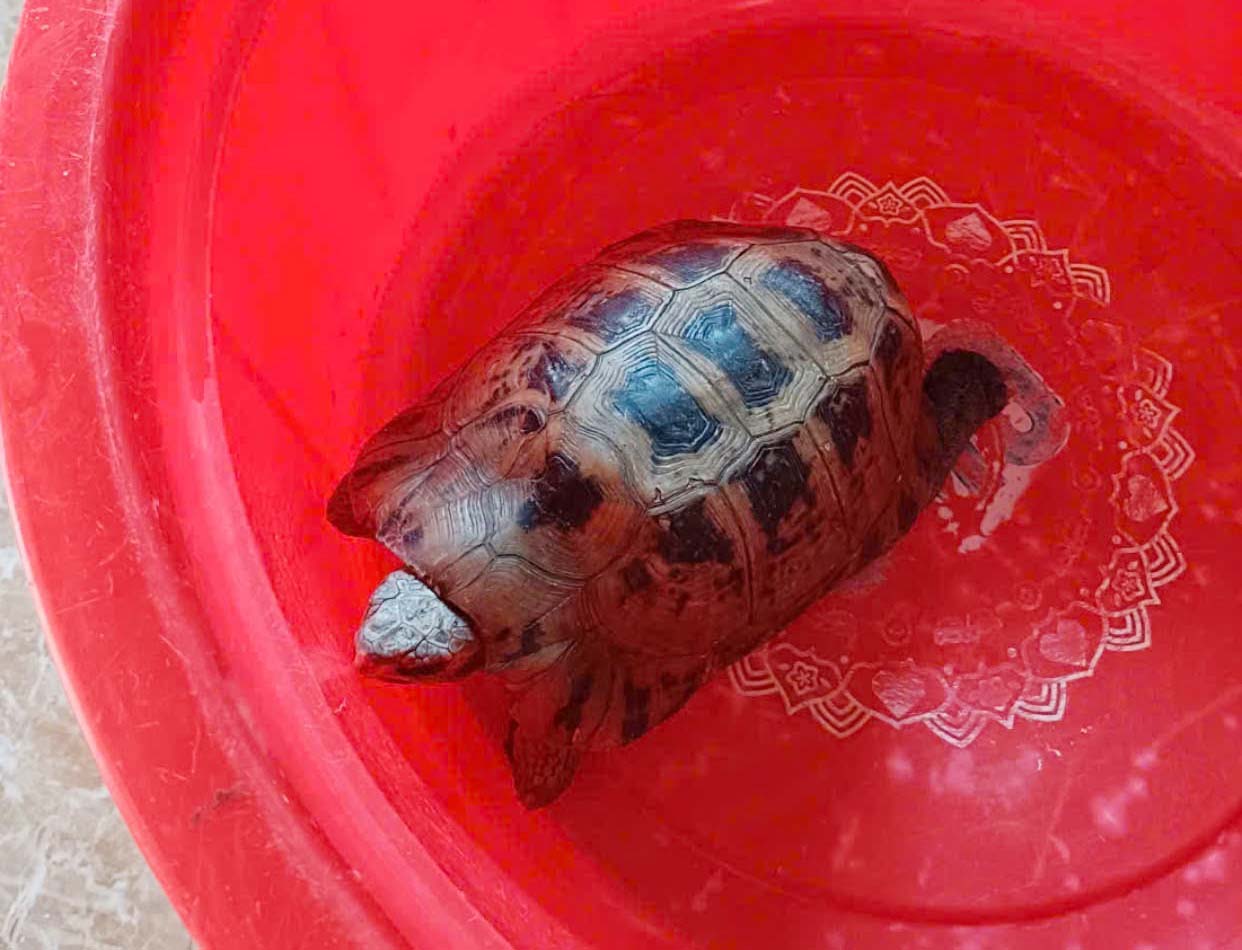 The golden mountain turtle individual that Mr. Le Van Coi handed over for functional agencies to release back into nature. Photo: Cam Binh Commune People's Committee