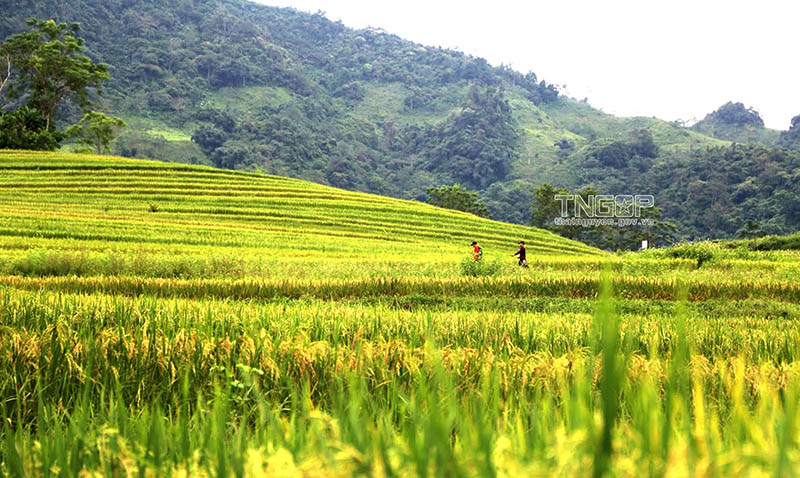 Mỗi mùa trong năm, ruộng bậc thang Cao Minh lại mang một vẻ đẹp khác nhau...