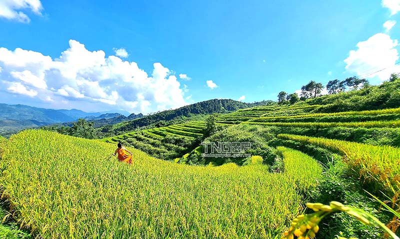 Every time the rice ripens, Cao Minh puts on a golden coat. Photo: Thai Nguyen Provincial e-Portal