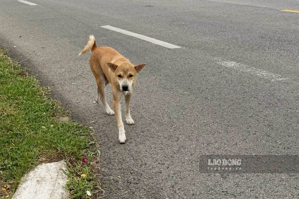 From the beginning of 2026 to now, Gia Lai province has recorded 3 deaths from rabies. Photo: Hoai Phuong