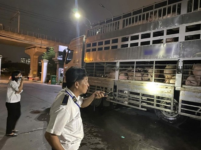 The Ho Chi Minh City Sub-Department of Livestock and Veterinary Medicine coordinated with departments and branches to detect 3 batches of pigs using banned substances, testing positive for African swine fever virus. Photo: Ho Chi Minh City Sub-Department of Livestock and Veterinary Medicine