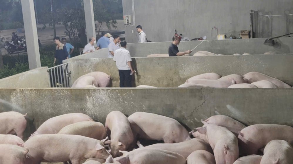 Lực lượng chức năng kiểm tra các lô heo. Ảnh: Chi cục Chăn nuôi và Thú y TPHCM 