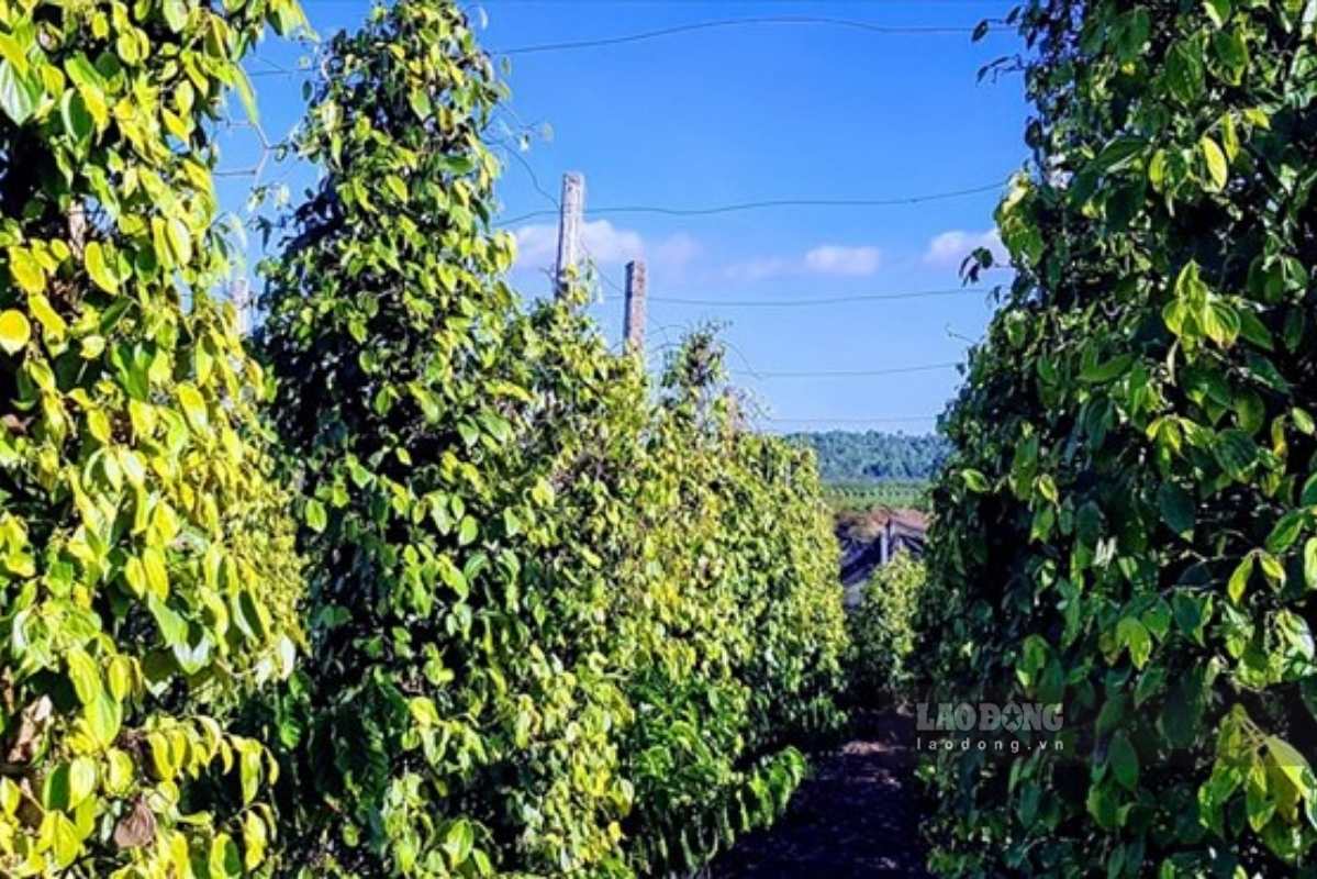 Pepper prices today, August 11th, simultaneously slipped. Photo: Vu Long