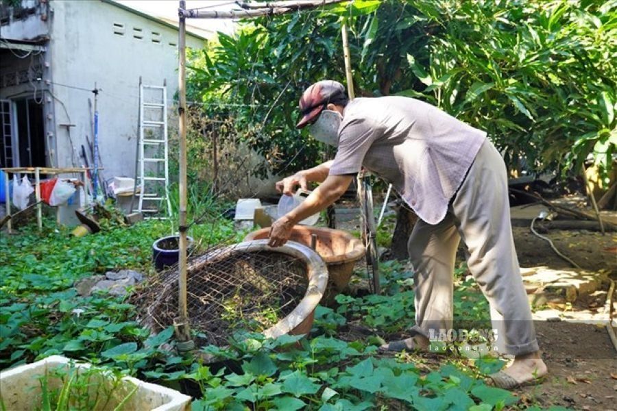 Despite having a pension, Ms. Bich still works and takes care of the garden even though she is 70 years old. Photo: Thanh An