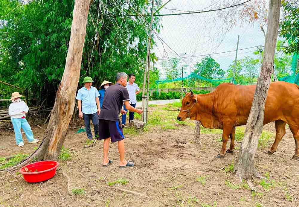 In Nam Son village, Thach Ha commune, a foot-and-mouth disease outbreak has just appeared on a herd of cows. Photo: Thach Ha Commune People's Committee